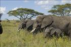 16 Elephant Family